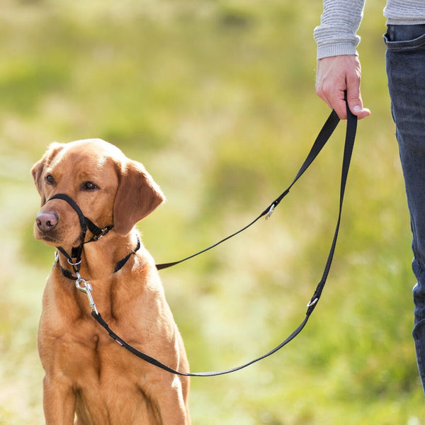 Training Harness Top Trainer